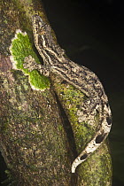 Turnip-tailed Gecko (Thecadactylus solimoensis), Yasuni National Park, Amazon Rainforest, Ecuador