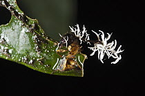 Sac Fungus (Cordyceps sp) parasitizing ant, Yasuni National Park, Amazon Rainforest, Ecuador