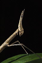 Jumping Stick (Apioscelis sp), Yasuni National Park, Amazon Rainforest, Ecuador