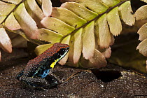 Ecuador Poison Frog (Epipedobates bilinguis), Yasuni National Park, Amazon Rainforest, Ecuador