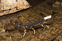 Firefly (Lampyridae) larva camouflaged on leaf, Yasuni National Park, Amazon Rainforest, Ecuador