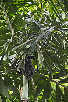 Equatorial Saki (Pithecia aequatorialis) with radio collar, Tiputini Biodiversity Station, Amazon Rainforest, Ecuador