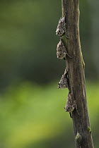 Proboscis Bat (Rhynchonycteris naso) group roosting, Yasuni National Park, Amazon Rainforest, Ecuador