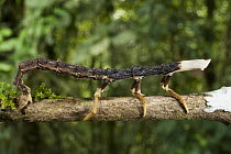 Firefly (Lampyridae) larva mimicking branch, Yasuni National Park, Amazon Rainforest, Ecuador