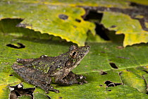 Eirunepe Snouted Treefrog (Scinax garbei), Yasuni National Park, Amazon Rainforest, Ecuador
