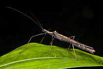 Stick Insect (Pseudophasma sp), Yasuni National Park, Amazon Rainforest, Ecuador