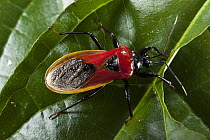 Assassin Bug (Reduviidae), Yasuni National Park, Amazon Rainforest, Ecuador