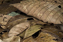 Moth camouflaged in leaf litter, Yasuni National Park, Amazon Rainforest, Ecuador