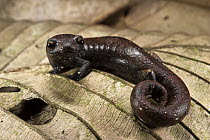 Ecuador Mushroomtongue Salamander (Bolitoglossa equatoriana), Yasuni National Park, Amazon Rainforest, Ecuador