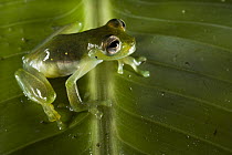 Santa Cecilia Cochran Frog (Cochranella midas), Yasuni National Park, Amazon Rainforest, Ecuador
