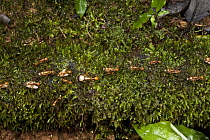 Army Ant (eciton sp) group carrying pupae, Yasuni National Park, Amazon Rainforest, Ecuador