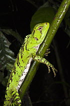 Amazon Wood Lizard (Enyalioides laticeps), Yasuni National Park, Amazon Rainforest, Ecuador