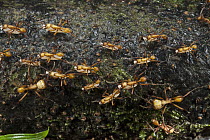 Army Ant (eciton sp) group carrying pupae, Yasuni National Park, Amazon Rainforest, Ecuador