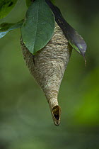 Wasp (Polybia sp) nest, Yasuni National Park, Amazon Rainforest, Ecuador