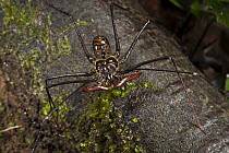 Tailless Whip Scorpion, Yasuni National Park, Amazon Rainforest, Ecuador