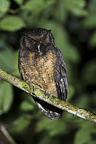Tawny-bellied Screech-Owl (Otus watsonii), Yasuni National Park, Amazon Rainforest, Ecuador