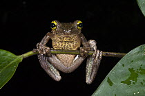 Ecuador Slender-legged Treefrog (Osteocephalus verruciger), Yasuni National Park, Amazon Rainforest, Ecuador