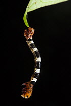 Looper Moth (Geometridae) caterpillar hanging from leaf, Yasuni National Park, Amazon Rainforest, Ecuador