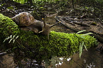 Land Snail (Caracolus sp) in rainforest, Yasuni National Park, Amazon Rainforest, Ecuador