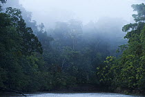 Rainforest and Tiputini River, Yasuni National Park, Amazon Rainforest, Ecuador