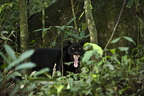 Jaguar (Panthera onca), melanistic dark color phase known as a black panther, yawning, Yasuni National Park, Amazon Rainforest, Ecuador