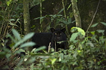 Jaguar (Panthera onca), melanistic dark color phase known as a black panther, Yasuni National Park, Amazon Rainforest, Ecuador
