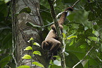 Humboldt's Woolly Monkey (Lagothrix lagotricha) foraging, Yasuni National Park, Amazon Rainforest, Ecuador