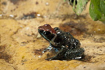 Ecuador Poison Frog (Epipedobates bilinguis) with tadpoles on back, Yasuni National Park, Amazon Rainforest, Ecuador