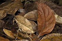 Katydid (Tettigoniidae) camouflaged in leaf litter, Yasuni National Park, Amazon Rainforest, Ecuador