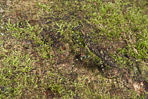 Mantid (Liturgusa sp) camouflaged on moss covered log, Yasuni National Park, Amazon Rainforest, Ecuador