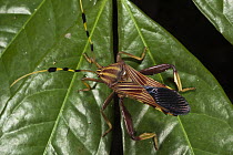 Squash Bug (Coreidae), Yasuni National Park, Amazon Rainforest, Ecuador