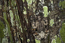 Marbled Tree Frog (Hyla marmorata) camouflaged on tree, Yasuni National Park, Amazon Rainforest, Ecuador