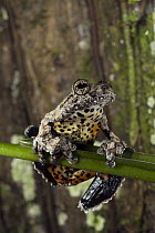 Marbled Tree Frog (Hyla marmorata), Yasuni National Park, Amazon Rainforest, Ecuador