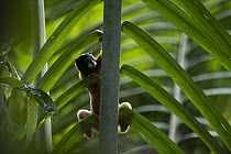 Golden-mantled Tamarin (Saguinus tripartitus) climbing, Yasuni National Park, Amazon Rainforest, Ecuador