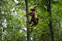 Red Howler Monkey (Alouatta seniculus) mother climbing while carrying baby, Tiputini River, Yasuni National Park, Amazon Rainforest, Ecuador
