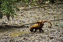 Red Howler Monkey (Alouatta seniculus) mother drinking while carrying baby, Tiputini River, Yasuni National Park, Amazon Rainforest, Ecuador