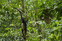 White-bellied Spider Monkey (Ateles belzebuth) and baby hanging from branch, Yasuni National Park, Amazon Rainforest, Ecuador