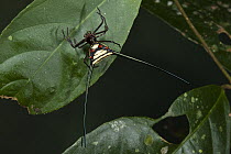 Orb-weaver Spider (Micrathena sp), Yasuni National Park, Amazon Rainforest, Ecuador