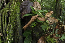 Katydid (Tettigoniidae) mimicking leaf, Yasuni National Park, Amazon Rainforest, Ecuador