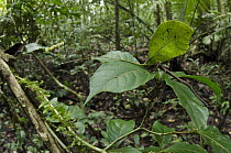 Katydid (Cycloptera speculata) mimicking leaf, Yasuni National Park, Amazon Rainforest, Ecuador