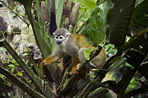 South American Squirrel Monkey (Saimiri sciureus) feeding on Philodendron (Philodendron sp) fruit, Yasuni National Park, Amazon Rainforest, Ecuador