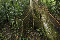 Kapok (Ceiba sp) buttress roots, Yasuni National Park, Amazon Rainforest, Ecuador