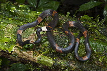 Banded Calico Snake (Oxyrhopus petola digitalis), Yasuni National Park, Amazon Rainforest, Ecuador