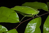 Katydid (Steirodon sp) mimicking leaf, Yasuni National Park, Amazon Rainforest, Ecuador