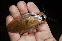 Giant Cockroach (Blaberus giganteus), Yasuni National Park, Amazon Rainforest, Ecuador