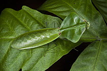 Peruvian Shield Mantis (Choeradodis rhombicollis) camouflaged on leaf, Yasuni National Park, Amazon Rainforest, Ecuador