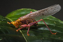 Katydid (Copiphora sp), Yasuni National Park, Amazon Rainforest, Ecuador