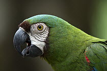 Chestnut-fronted Macaw (Ara severa), Yasuni National Park, Amazon Rainforest, Ecuador