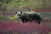 Grizzly Bear (Ursus arctos horribilis) amid autumn willows, Alaska