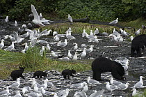 Black Bear (Ursus americanus) female and cubs fishing for pink salmon surrounded by scavenging gulls, Alaska